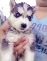 There are hundreds of pets that are ready for a furever home! Siberian Husky Puppies For Sale El Paso Tx