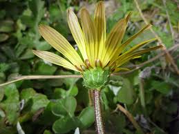 Image result for Arctotheca