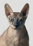 NOCOATKITTY SPHYNX