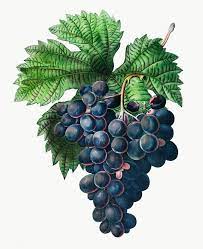 Blue Grape Vine Transparent Png Free Image By Rawpixel Com Vine Drawing Grapes Grape Vines