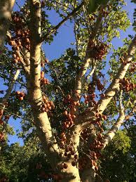 Image result for Ficus sycomorus