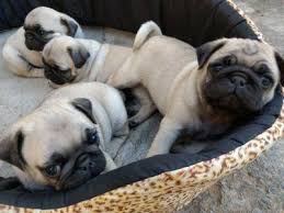 Pug Filhotes Adoraveis R 2500 00 Sao Paulo Cachorros Animais De Estimacao