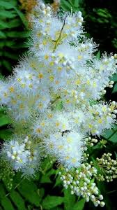 Pin On Best Of Flowers And Flowerthings
