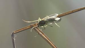Why Are Gnats So Bad This Year What Changed In 2020 The Pest Rangers