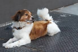 Kooikerhondje (nederlands kooikerhondje) was bred in the netherlands sometime prior to the 16th century when it was bred to lure ducks into traps. Kooikerhondje Dog Breed Info Pictures Personality Facts Doggie Designer