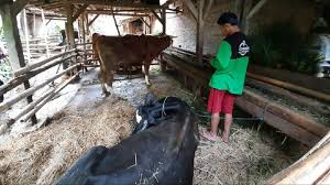 Terdapat 5 jenis perbedaan yang dapat kamu kenali dari gaji umr tulungagung dan gaji umk tulungagung. Ada Kawat Dan Besi Di Perut Hewan Ternak Tulungagung Yang Mati Mendadak