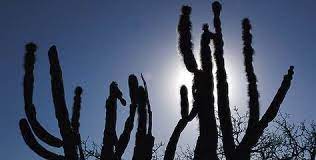 Pin En El Vizcaino Baja California Sur