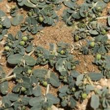 Image result for Euphorbia granulata