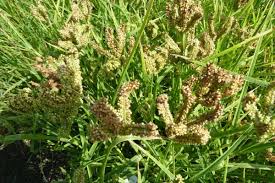 Image result for Eleusine coracana