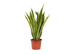 Shop the sill's collection of houseplants and indoor plants. Snake Plant Air Purifying Indoor Plants Sansevieria Indoor Cactus And Succulents Dubai Garden Centre