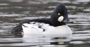 Michigan Bird With Black And White Striped Head Common Goldeneye Duck Species Bird Life List Ornithology