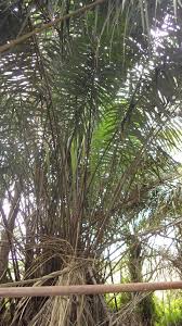 Image result for Raphia ruwenzorica