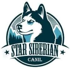 Canil De Husky Siberiano Em Ribeirao Preto Husk Siberiano Kant Home Facebook