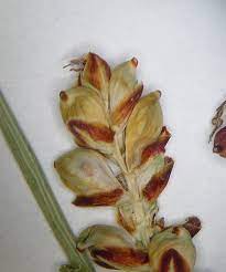 Carex panicea (grass-like sedge): Go Botany