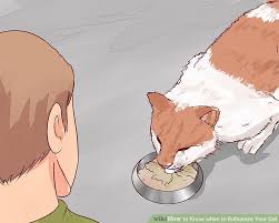 How do vets euthanize cats? How To Euthanize A Cat With Over The Counter Drugs Euthasol Euthanasia Solution