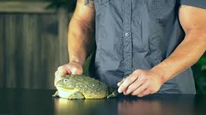 There actually was a reported case of an african bullfrog living past 51 years old. Pet World Insider Tip Dan Mulleary African Bull Frog Youtube