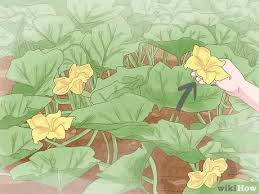 Maybe you would like to learn more about one of these? 3 Ways To Grow Spaghetti Squash Wikihow