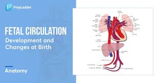 Image result for Delayed Transition from Fetal Circulation