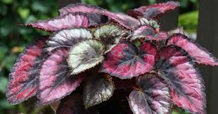 The flowers are insignificant, but with leaves like these, who cares? Painted Leaf Begonia Care Tips For Growing Rex Begonia Details
