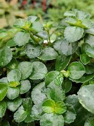 Image result for Pilea bambuseti