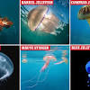 Plus free delivery when you buy 9 or more small jellyfish! Https Encrypted Tbn0 Gstatic Com Images Q Tbn And9gcrj Jxo3ovqtze Mdkvsfgmdei1tzel S Ea1awi7yjtrqzgko Usqp Cau