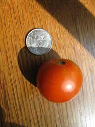 Check spelling or type a new query. Sweet Chelsea Tomatoes You Should Grow That