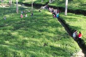 Check spelling or type a new query. Menikmati Hijaunya Agrowisata Kebun Teh Tambi Wonosobo