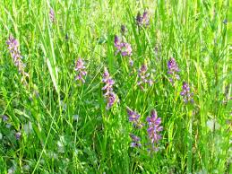 Image result for Polygala gazensis