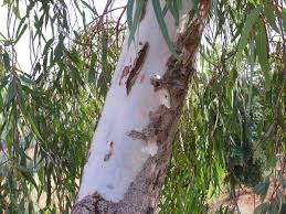 Unlike the true gums, the bark does not exfoliate annually. Red Gum Wiktionary
