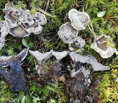 Image result for Phellodon niger