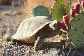 When kept as pet, their. Mojave Wasteland Official Everything Loves The Prickly Pear Cactus Desert Tortoise Tortoise Prickly Pear Cactus