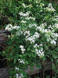 Maybe you would like to learn more about one of these? Perennial Farm Marketplace Clematis Paniculata Sweet Autumn Vine 4 Quart Creamy White Flowers Buy Online In Burkina Faso At Desertcart 82133294