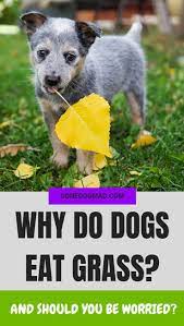 Why Do Dogs Eat Grass And Should You Worry Debunking The Myth Dog Behavior Dog Care Your Dog