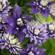 Image result for Clematis costata