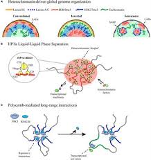 Its roles include regulating all activity such as cellular metabolism and growth additionally, the nucleus dynamically interacts with the surrounding cytoskeleton. Frontiers Heterochromatin As An Important Driver Of Genome Organization Cell And Developmental Biology