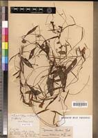 Image result for Ipomoea barteri