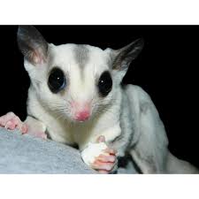 What'S A Sugar Glider? – Wiggles And Woofs