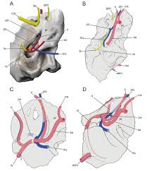 Maybe you would like to learn more about one of these? New Genus And Species Of Djadochtatheriid Multituberculate Allotheria Mammalia From The Upper Cretaceous Bayan Mandahu Formation Of Inner Mongolia