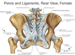 Either of two irregularly shaped bones that form the back of the hard palate and helps. Pin On Ariel S Anatomy