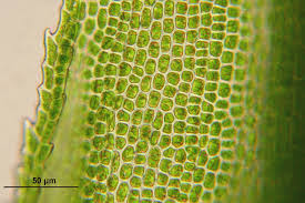 Plant cells are eukaryotic cells present in green plants, photosynthetic eukaryotes of the kingdom plantae. Modeling A Plant Cell Perkins Elearning