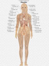 Hd00:11anatomical 3d animation of a woman's human body. Internal Organs Of The Human Body Anatomical Chart Anatomy Appendix Female Body Diagram Human Woman Anatomy Png Pngwing