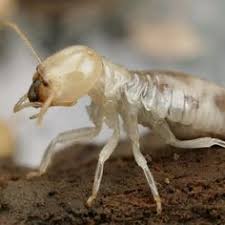 When it comes to taking care of gardens and farms, pest control is always a crucial part of the process because pests can damage most of your plants or crops. 12 Termite Control Ideas Termite Control Termites Termite Infestation