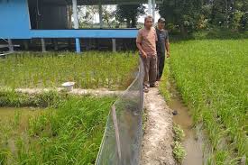 Penanaman padi sawah (foto by : Kisah Sukardi Petani Deli Serdang Yang Menanam Padi Organik Sejak 1980 Halaman All Kompas Com