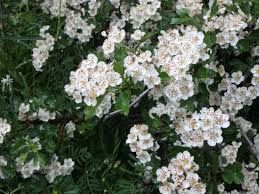 La passiflore favorise la détentebien que la composition chimique de la passiflore soit bien. L Aubepine Association Mille Et Une Feuilles