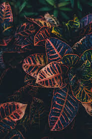 Below are a few of the unique tips we received in a recent contest. How To Care For Croton Plants Dengarden