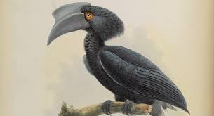 413 transparent png illustrations and cipart matching hornbill. Change The Future For The Sulu Hornbill Conservation Planning Specialist Group