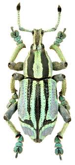 Sign In To Your Microsoft Account Beetle Insect Bugs And Insects Beautiful Bugs