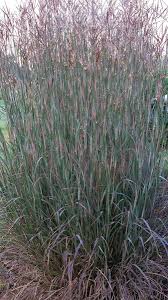 Image result for Andropogon lima