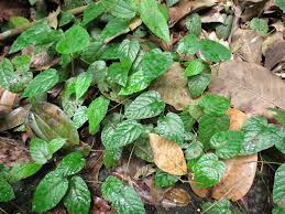 Image result for Ampelocissus