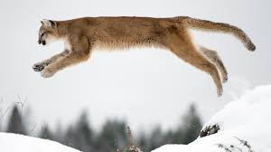 Последние твиты от puma (@puma). Fotos Von Puma Schnee Sprung Tiere 3840x2160